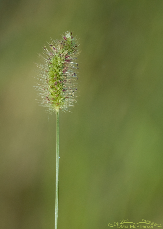 Grass gone to head, Sawgrass Lake Park, Pinellas County, Florida