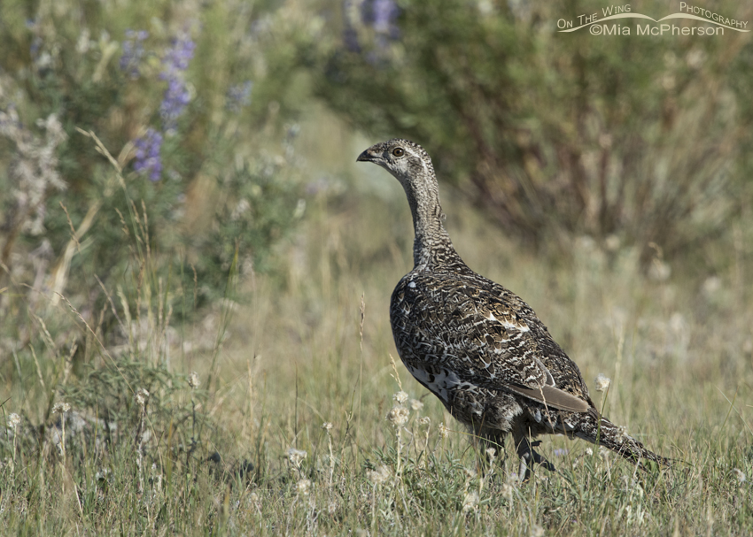 Greater Sage-Grouse among the Lupine