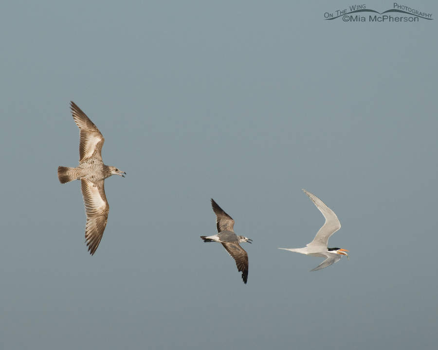 Herring and Laughing Gulls and a Royal Tern