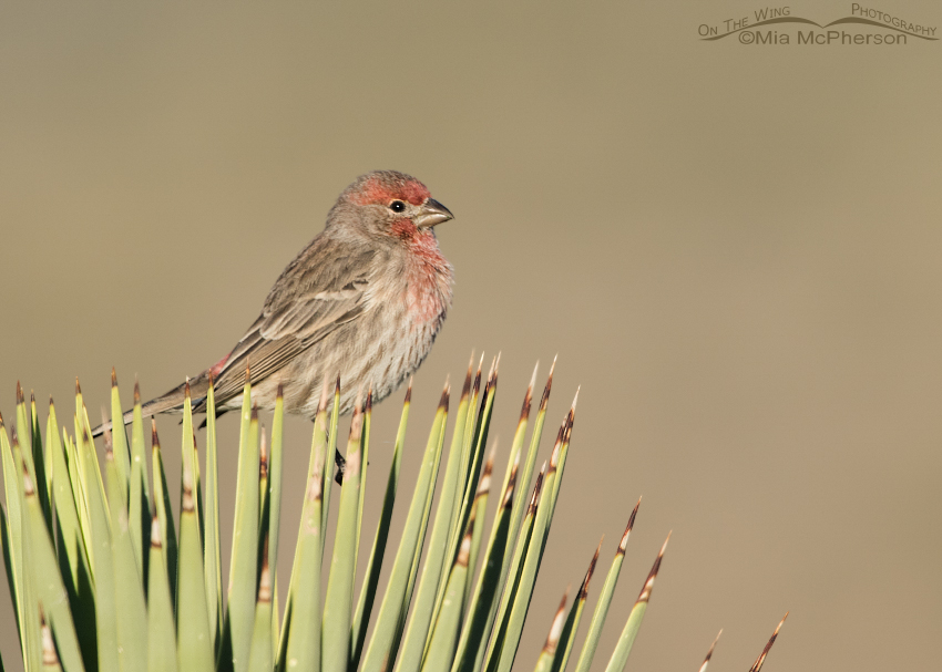 House Finch Images