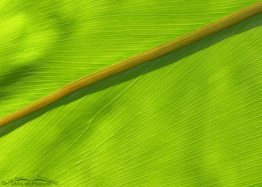Leaf Abstract, USF Botanical Gardens, Hillsborough County, Florida