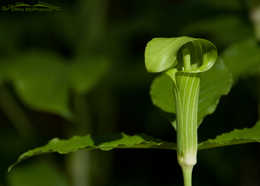 Jack-in-the-pulpit, Wilderness Park, Hillsborough County, Florida