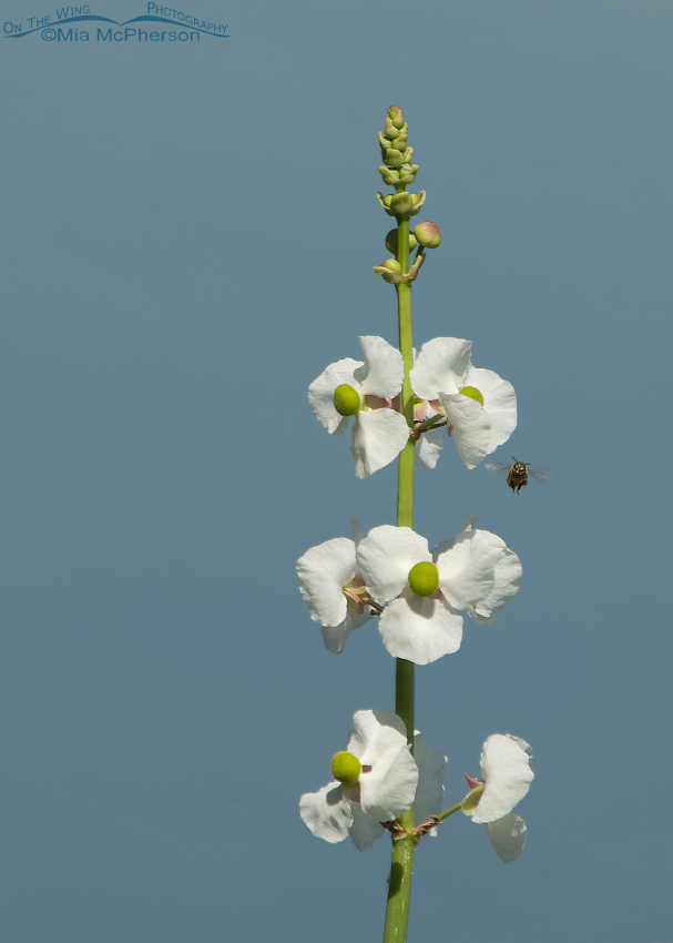 Lance-leaved Arrowhead and a Honey Bee, Lake Carillon, Pinellas County, Florida