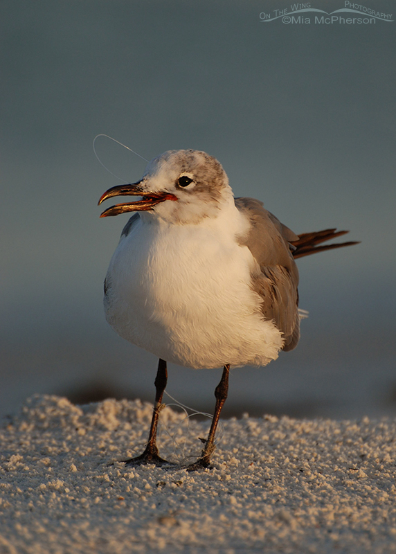 Laughing Gull with fishing line & hook in bill with feet tangled, Fort De Soto County Park, Pinellas County, Florida