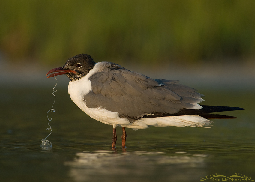 Laughing Gull with fishing line & lure in bill, Fort De Soto County Park, Pinellas County, Florida