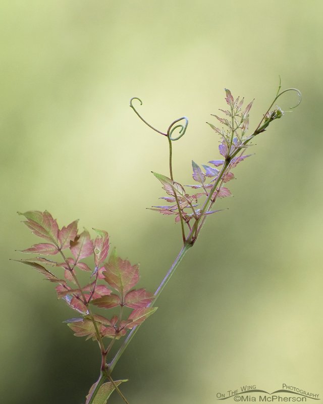 Peppervine, Sawgrass Lake Park, Pinellas County, Florida