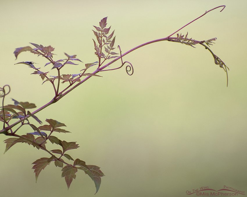 Peppervine (Ampelopsis arborea)