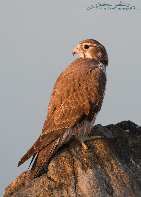 Prairie Falcon in early morning light