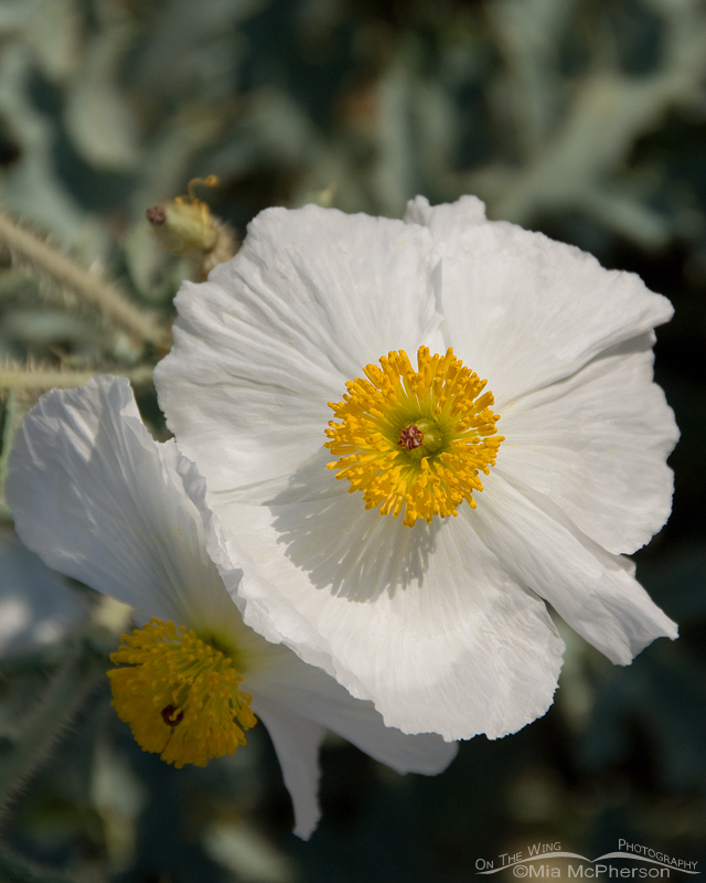 Prickly Poppy close up, West Desert, Tooele County, Utah