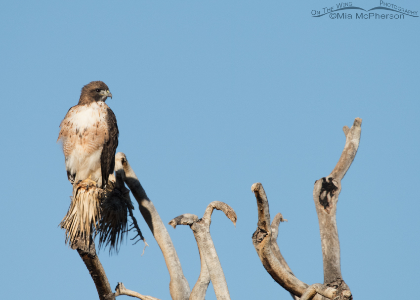 Adult Red-tailed Hawk perched on a Joshua Tree