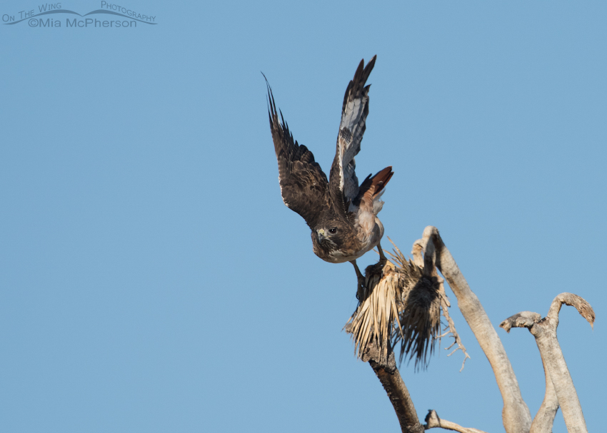 Red-tailed Hawk lifting off from a Joshua Tree