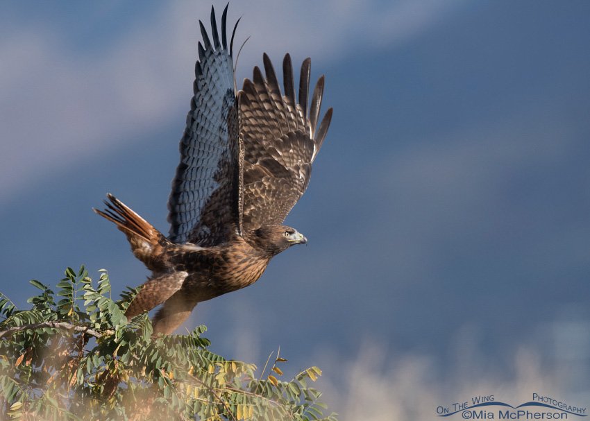 Red-tailed Hawk lifting off