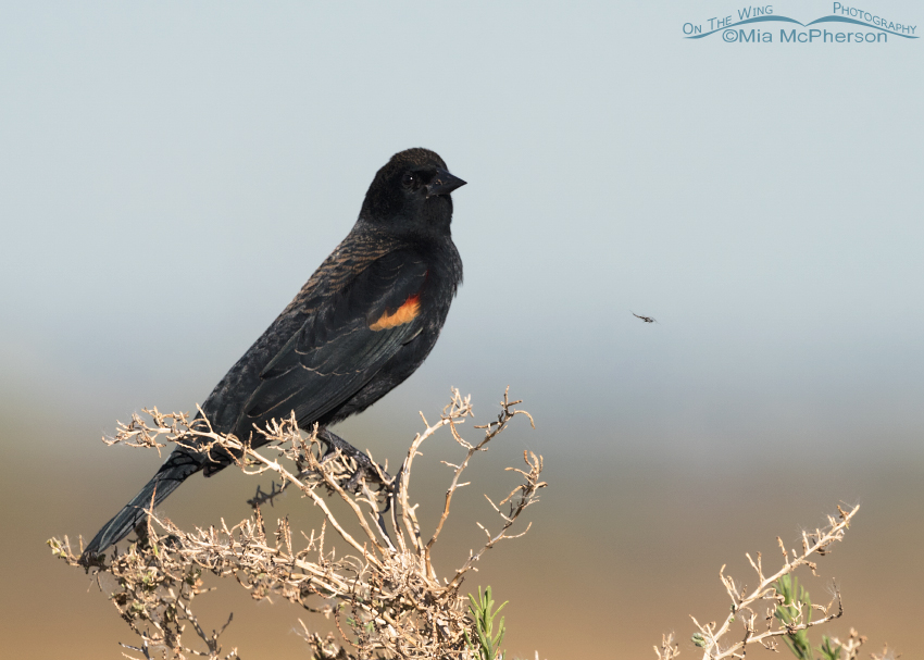 Red-winged Blackbird and a Midge