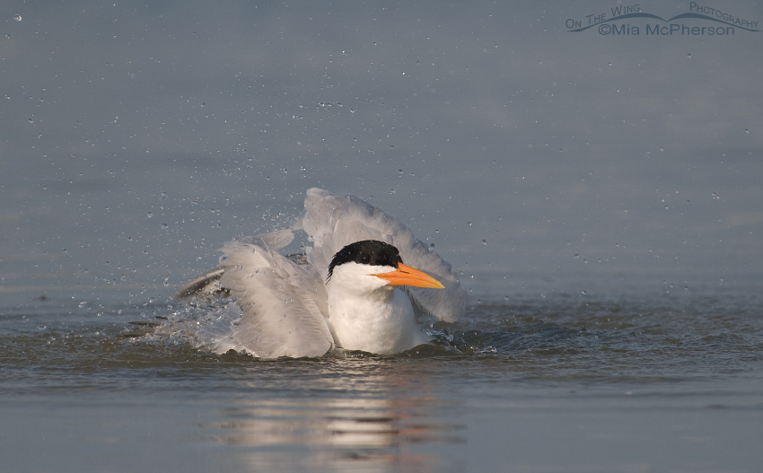 Bathing Royal Tern