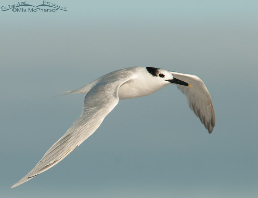 Sandwich Tern and a pastel sky