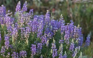 Silvery Lupine