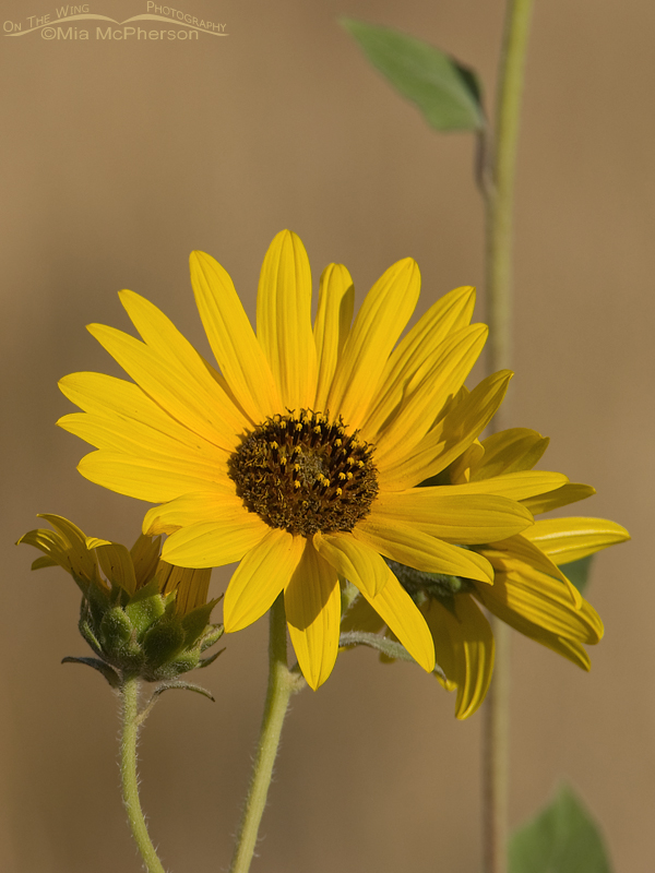 Wild Common Sunflower (Helianthus annuus) blossom, Antelope Island State Park, Davis County, Utah