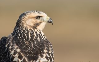 Juvenile Swainson’s Hawk portrait