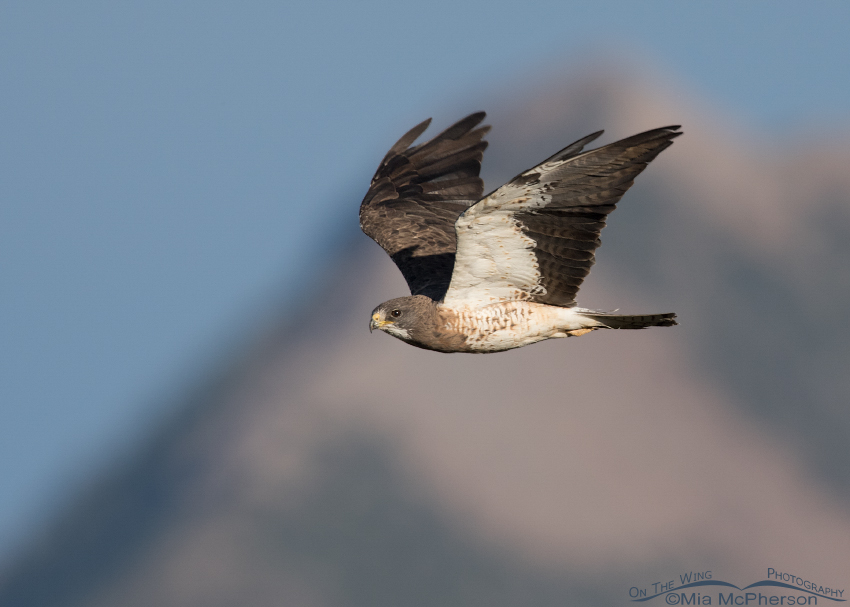 Light morph Swainson's Hawk in flight over the Centennial Valley