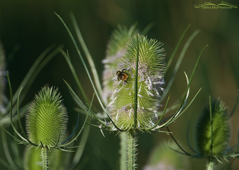 Teasel – Front lit – dark background, Salt Lake County, Utah