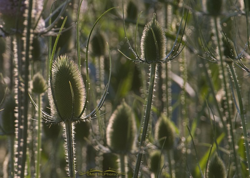 Stand of Teasel – Back lit, Salt Lake County, Utah