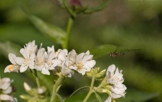 Towering Jacob's-ladder and American Hoverfly