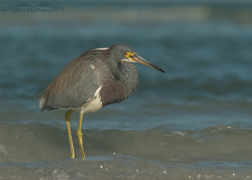 Tricolored Heron in the waves