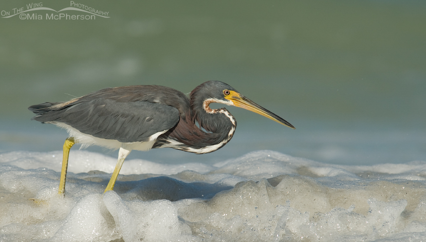 Tricolored Heron hunting the Gulf of Mexico's shoreline