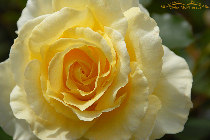 Yellow Rose, Wellington, New Zealand