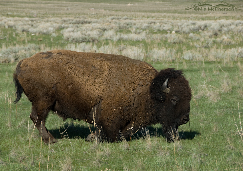 It takes a lot of work to get a Bison bull on its feet