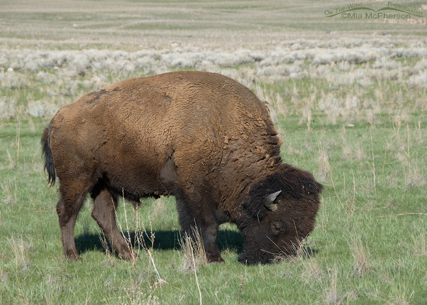 Bison bull grazing on the new grasses of spring