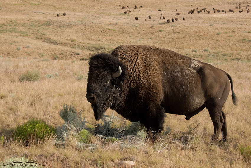Bison Bull with herd behind him