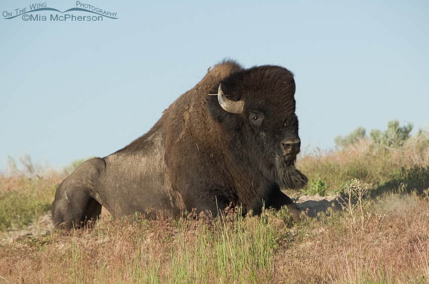 Bison Bull getting up frm a wallow