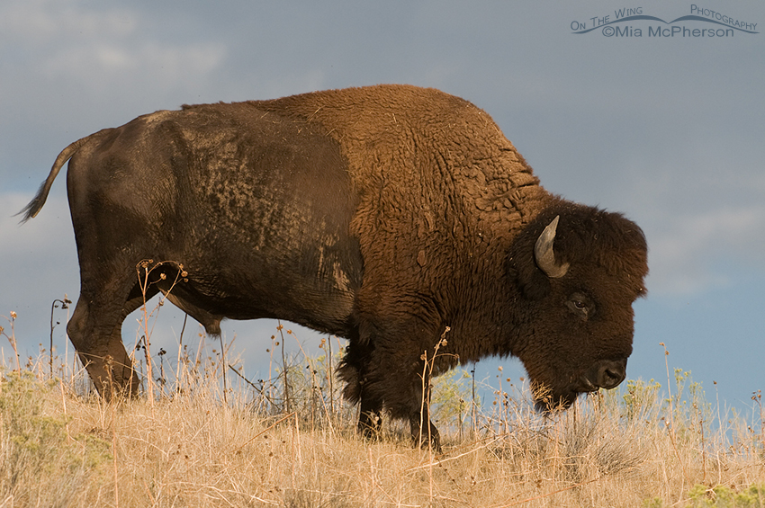 Bison bull on a hill