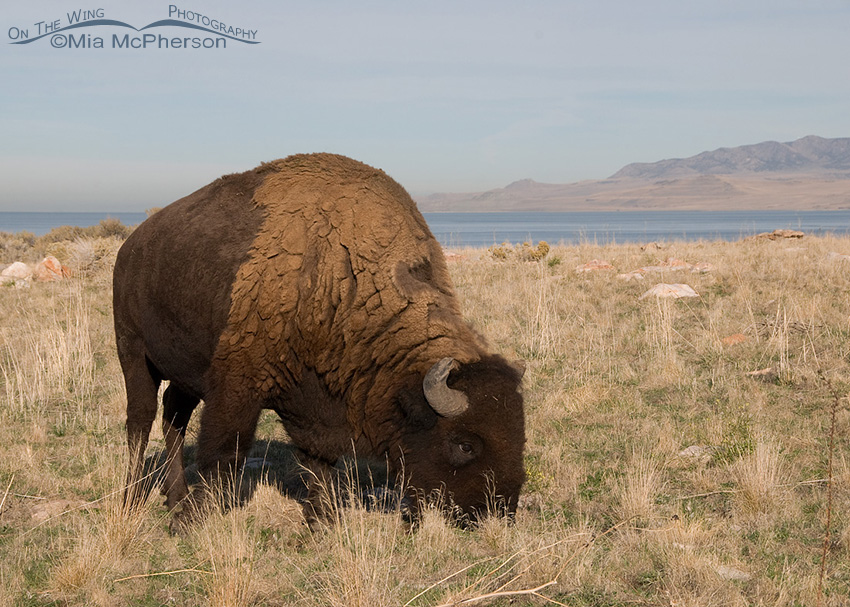Bison bull with Promontory point in the background