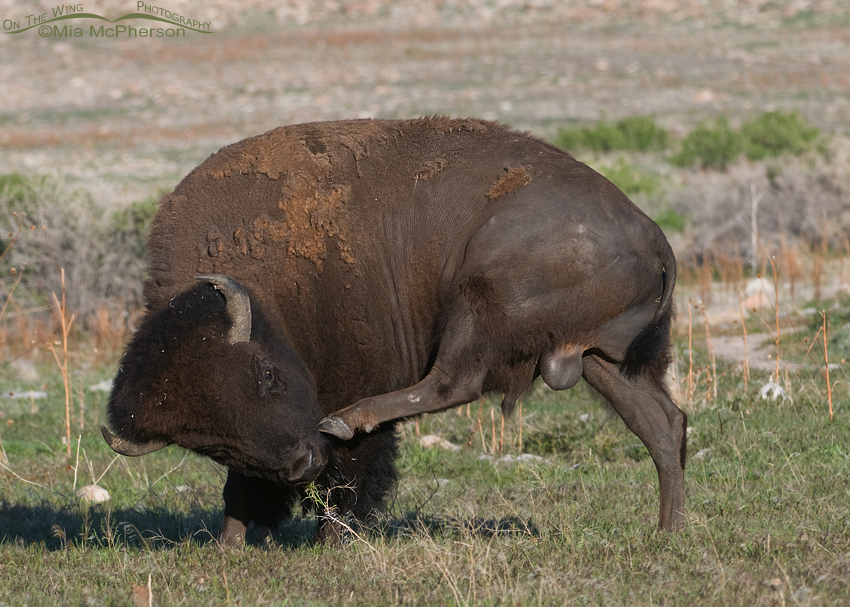 An American Bison bull scratching an itch