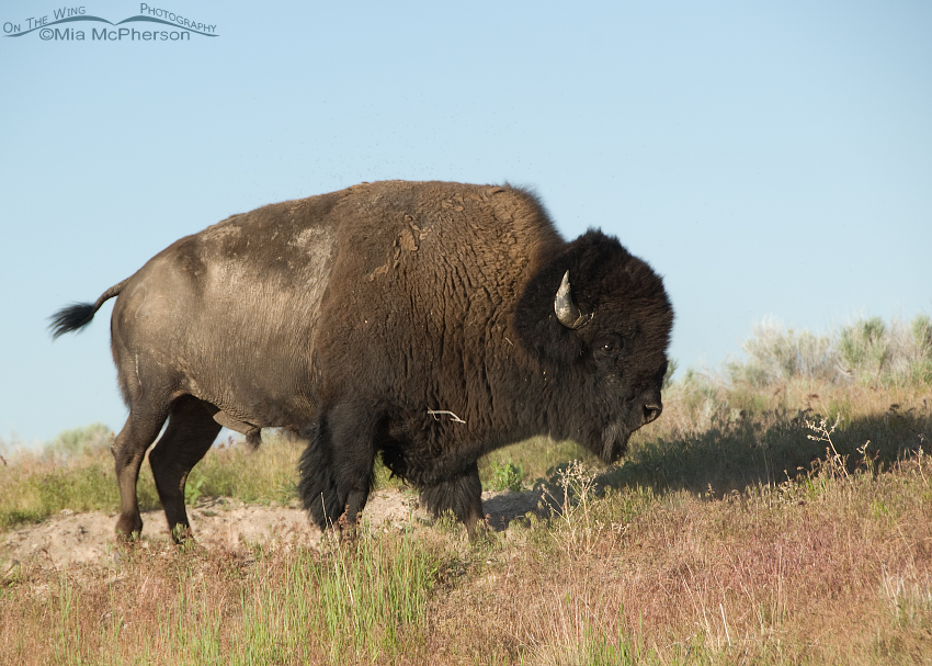 Bison Bull walking after a dust bath