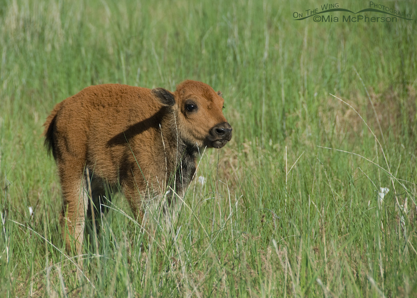 Bison calf on Antelope Island