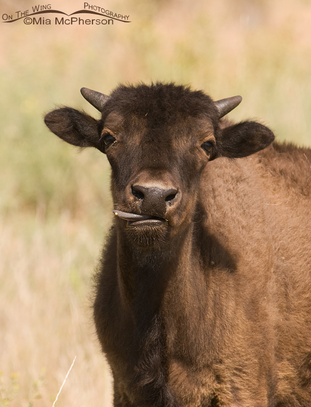Young Bison licking it's lips