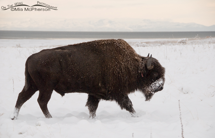 Bison bull in the snow at White Rock Bay