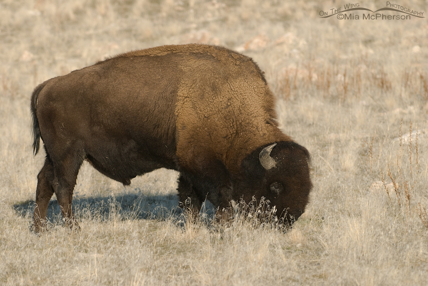Bison feeding on Antelope Island State Park