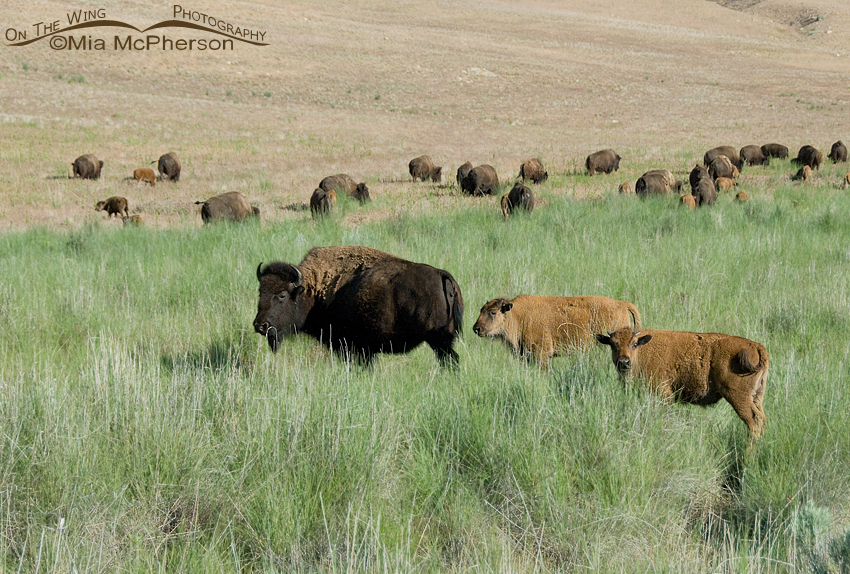 A Bison cow and calves