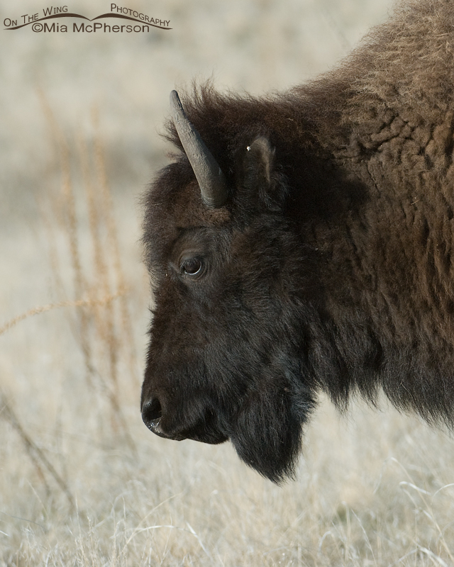 Portrait of a Bison