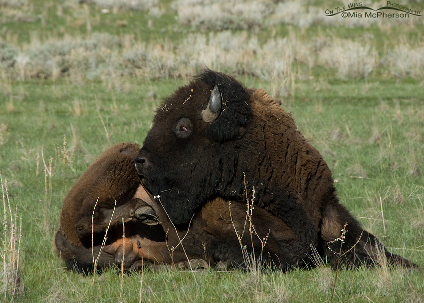 Bison bull scratching its belly