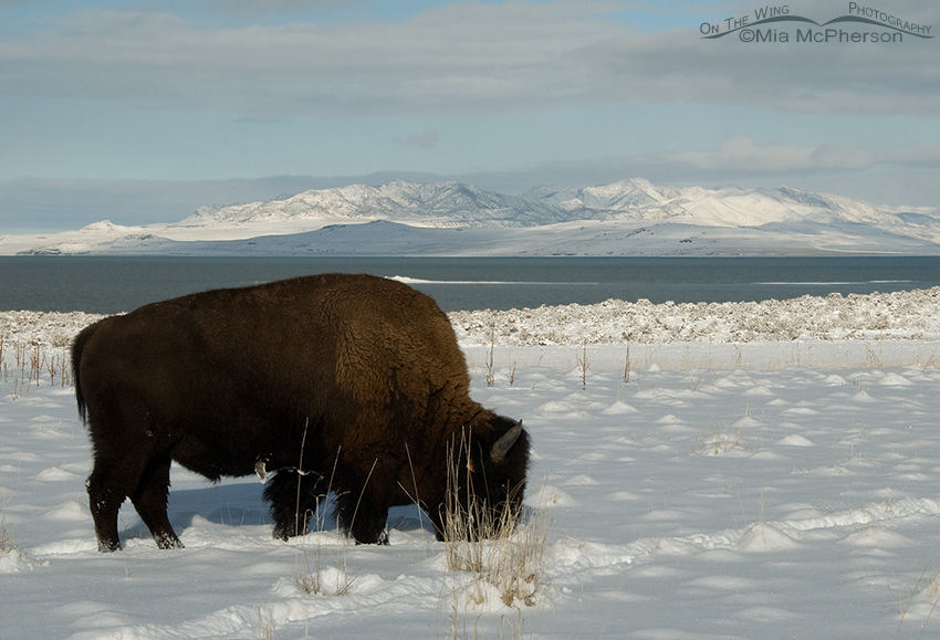 American Bison grazing through the snow