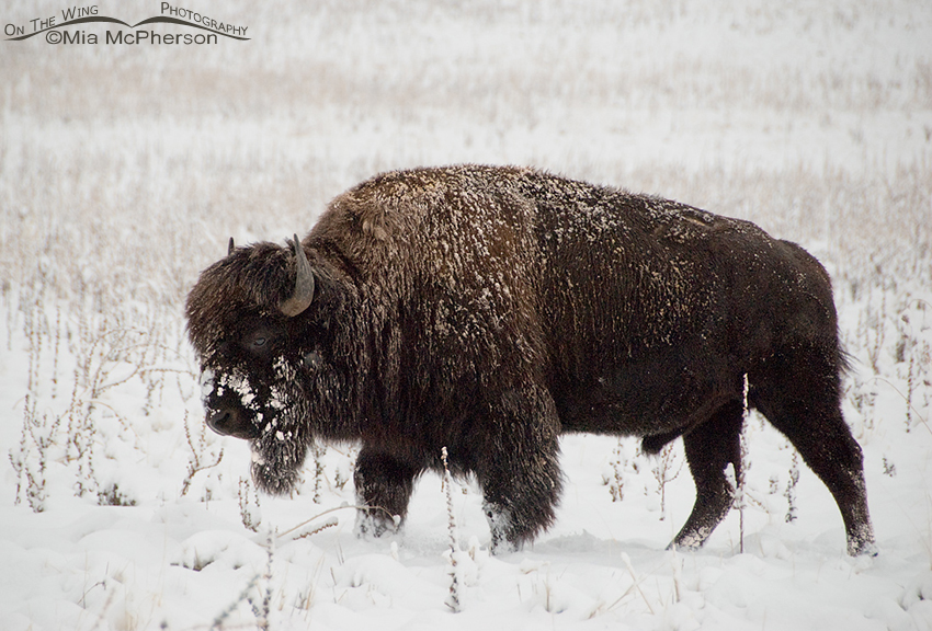 Bison on a snowy day