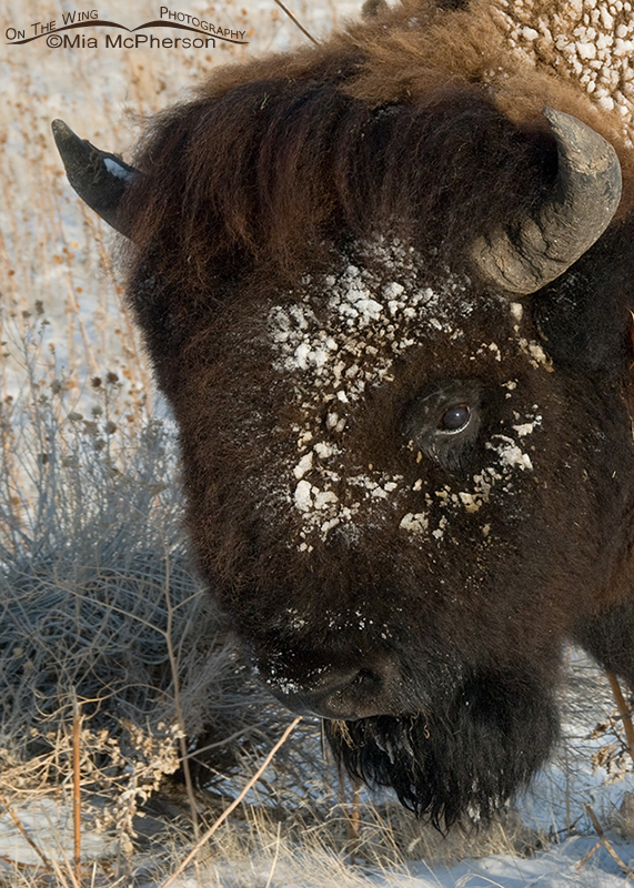 Close up of a bison bull with a snowy face, Antelope Island State Park, Davis County, Utah
