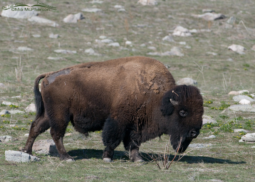 Bison bull just starting to shed its winter coat