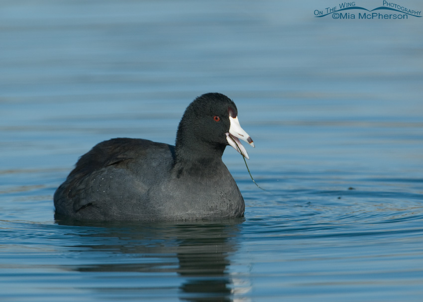 An American Coot munching on food