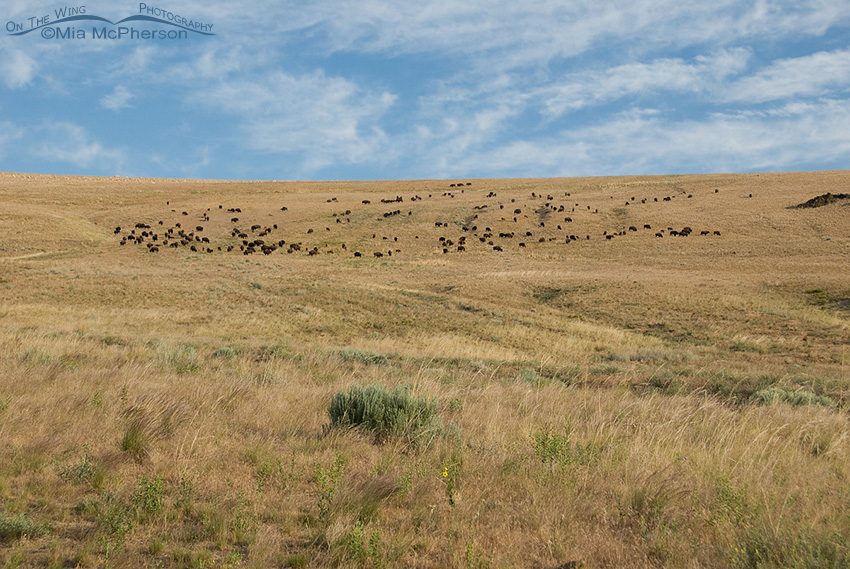Antelope Island Bison Herd
